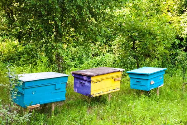 Colorful hives in apiary in a summer garden — Stock Photo, Image