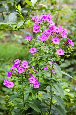 Yeşil yeşillik arka plan üzerinde Mor bahçe Phlox closeup