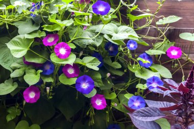Mor ve mavi Morning Glory (Ipomoea) çiçekler t boyunca tırmanma