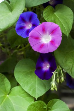 Mor ve mavi Morning Glory (Ipomoea) çiçekler tırmanma 