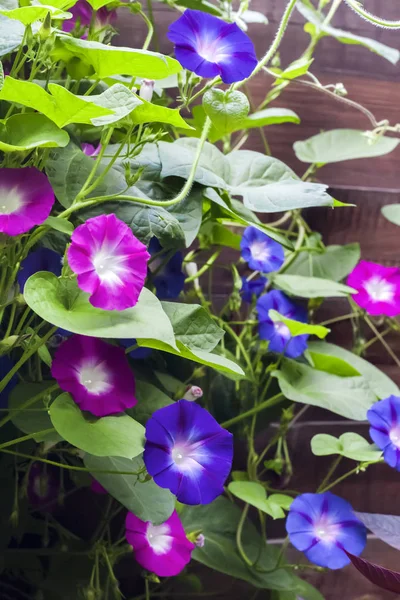 Purple y azul Morning Glory (Ipomoea) flores trepando a lo largo de la valla de madera — Foto de Stock