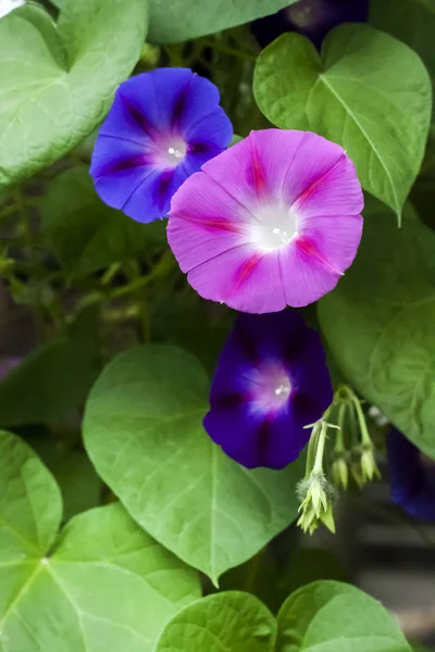 Purple y azul Morning Glory (Ipomoea) flores escalando — Foto de Stock