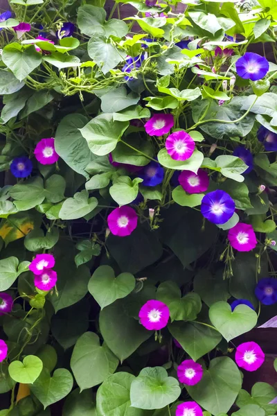 Purple y azul Morning Glory (Ipomoea) flores trepando a lo largo de la valla de madera — Foto de Stock