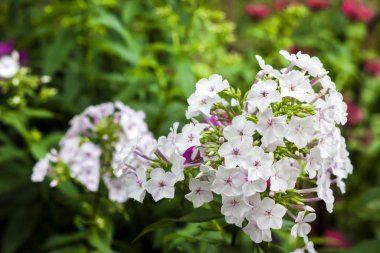 Yeşil yeşillik arka planda Beyaz Bahçe Phlox kapatmak