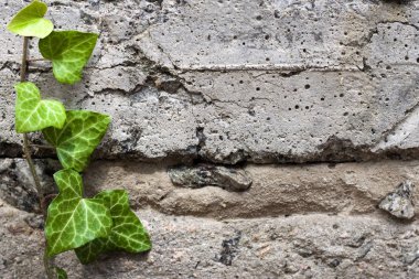 Taze yeşil sarmaşık eski dokulu beton duvar boyunca büyüyen