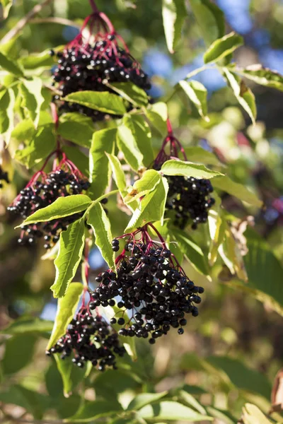 Branch of Sumbucus (elder) with ripe berries