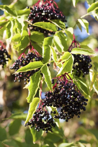 Branch of Sumbucus (elder) with ripe berries