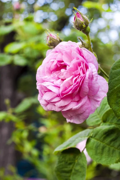 Rosa Centifolia (Rose des Peintres) flower closeup in summer garden — Stock Photo, Image