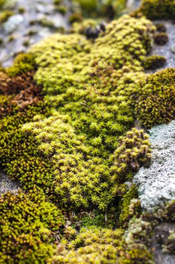 Yağmur sonra yeşil yosun ile kaplı eski kayrak çatı closeup