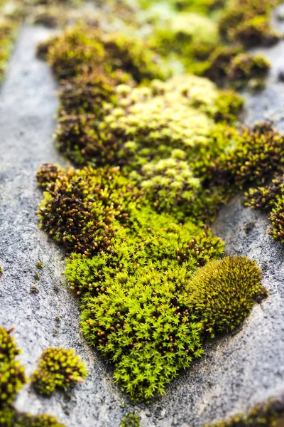 Fechar-se do telhado de ardósia velho coberto com musgo verde após a chuva — Fotografia de Stock