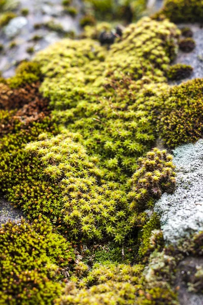 Yağmur sonra yeşil yosun ile kaplı eski kayrak çatı closeup