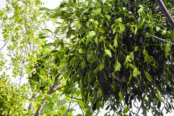 Parasitic European mistletoe or common mistletoe (Viscum album)