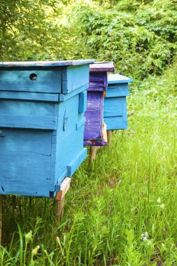 Bir yaz bahçesinde Apiary renkli kovanları