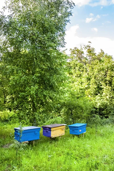 Barevné včelky na včelce v letní zahradě — Stock fotografie