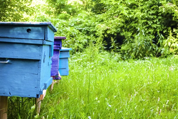 Colorido urticária em apiário em um jardim de verão — Fotografia de Stock