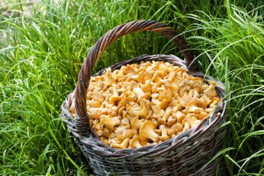Çim arka planda vahşi mantar chanterelles ile hasır sepeti