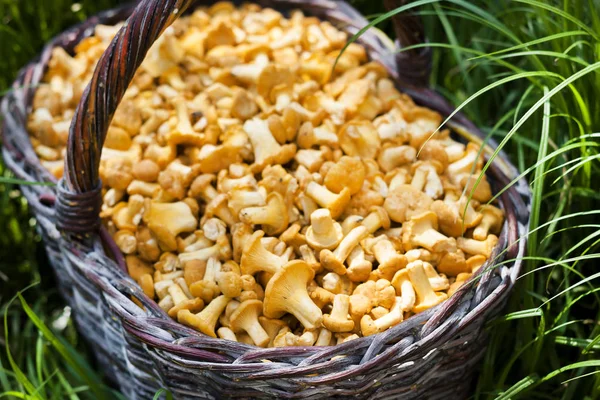 Hasır sepet yeşil çim zemin üzerine chanterelles yabani mantar ile