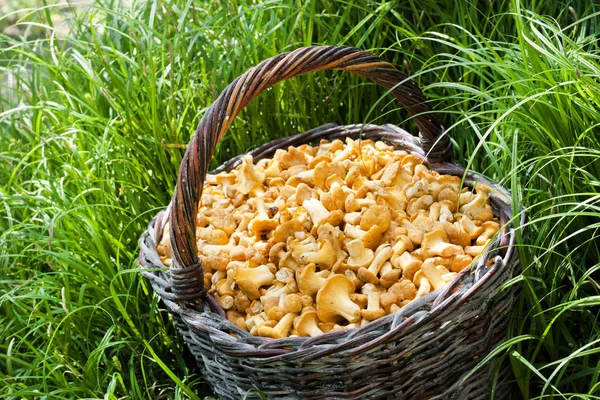 Çim arka planda vahşi mantar chanterelles ile hasır sepeti