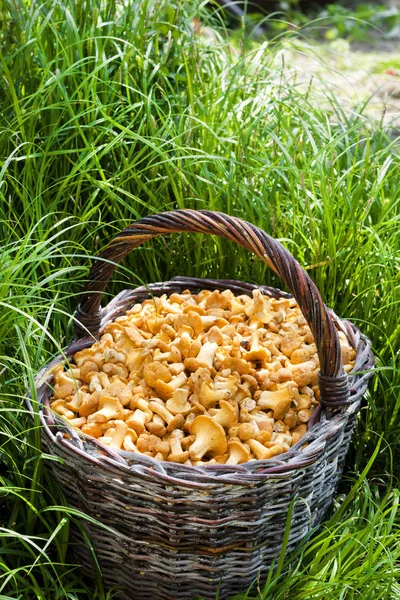 Korg med vild svamp kantareller på gräs bakgrund — Stockfoto