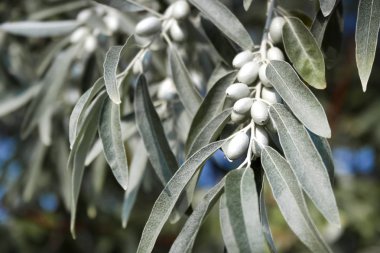 Elaeagnus angustifolia (genellikle Rus zeytini, gümüş meyve, oleaster, Farsça zeytin veya yabani zeytin denir) şube