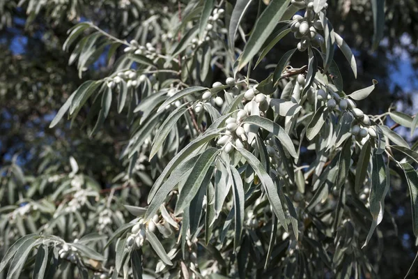 Elaeagnus angustifolia (commonly called Russian olive, silver berry, oleaster, Persian olive, or wild olive) branch — Stock Photo, Image