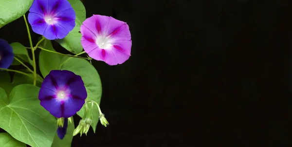 Lila és kék Morning Glory (Ipomoea) virágok izolált fekete háttér — Stock Fotó