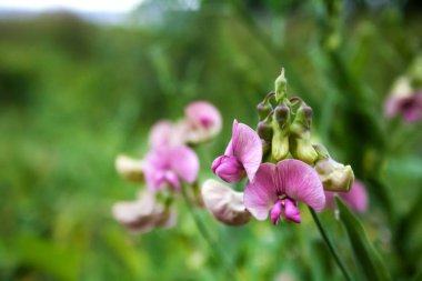Lathyrus sylvestris, düz bezelye veya dar-bırakı sonsuz bezelye çiçekleri