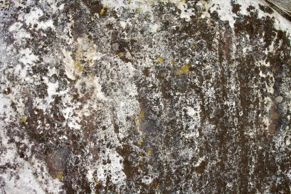 Stone surface with lichen. Natural texture — Stock Photo, Image