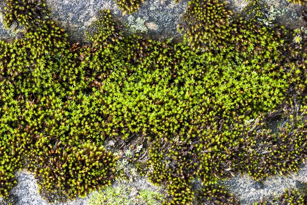Close-up van oude leisteen dak bedekt met groen mos na de regen — Stockfoto