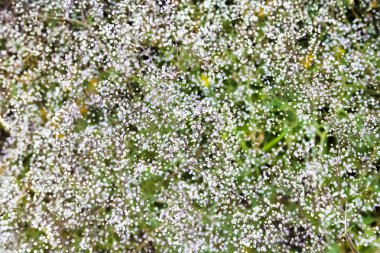 Gypsophila (bebeğin nefesi veya bebeğin nefesi olarak da bilinir) çiçekler