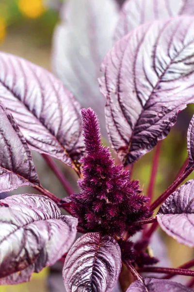 Молодой красный амарант (Amaranthus cruentus) соцветие крупным планом — стоковое фото