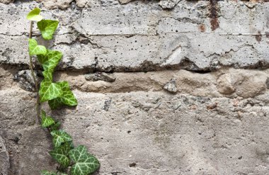 Taze yeşil sarmaşık eski dokulu beton duvar boyunca büyüyen