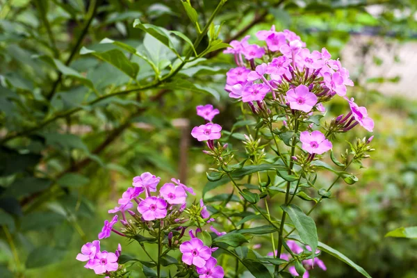 Lila Garten Phlox Nahaufnahme auf grünem Laub Hintergrund — Stockfoto
