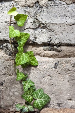 Taze yeşil sarmaşık eski dokulu beton duvar boyunca büyüyen
