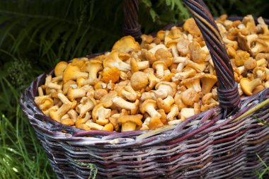 Yabani mantar chanterelles ile hasır sepet 