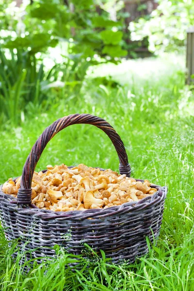 Weidenkorb mit Wildpilzen Pfifferlinge auf grünem Gras Hintergrund — Stockfoto