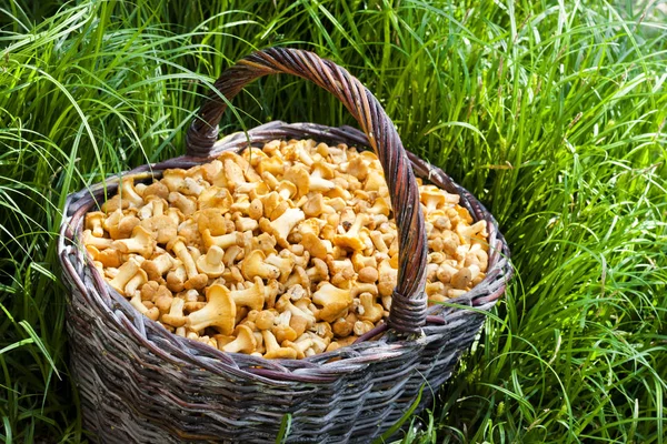 Cesto di vimini con funghi selvatici finferli su sfondo erba — Foto Stock