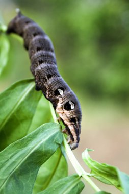 Yeşil dal üzerinde fil şahini güvesi larvası (Deilephila elpenor)