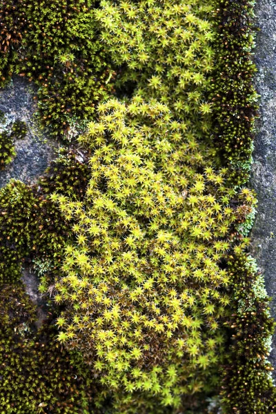 Close-up van oude leisteen dak bedekt met groen mos na de regen — Stockfoto