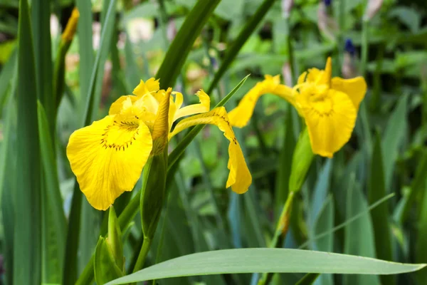 Flor del iris amarillo (Iris pseudacorus) —  Fotos de Stock