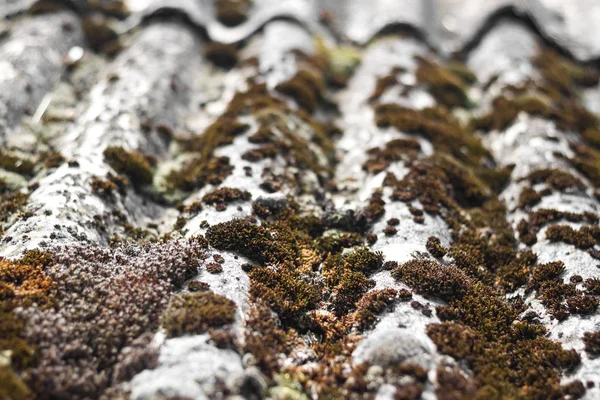 Fechar o telhado de ardósia velho coberto com musgo seco e líquen — Fotografia de Stock