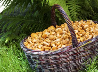 Yabani mantar chanterelles ile hasır sepet 