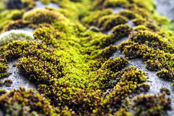 Fechar-se do telhado de ardósia velho coberto com musgo verde após a chuva — Fotografia de Stock