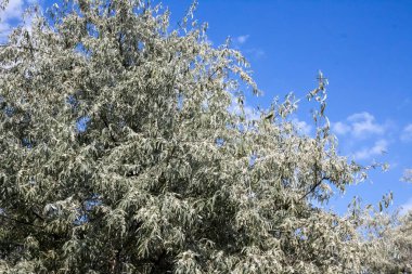 Elaeagnus angustifolia (genellikle Rus zeytini, gümüş meyve, oleaster, Farsça zeytin veya yabani zeytin denir) yeşil meyve ile şube