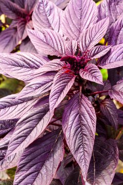 Genç kırmızı (Amaranthus cruentus) çiçeklenme çekim 