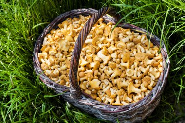 Çim arka planda vahşi mantar chanterelles ile hasır sepeti