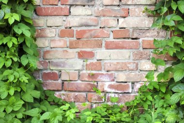 Yeşil hop bitki eski tuğla duvara tırmanışı. Boşluk Kopyala