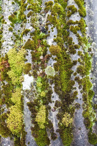 Primer plano del viejo techo de pizarra cubierto de musgo verde después de la lluvia — Foto de Stock