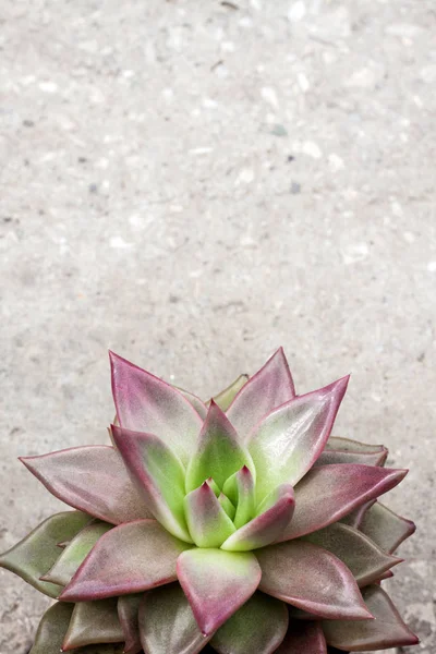 Echeveria Red Taurus planta closeup. Planta suculenta sempre verde com rosetas de folhas coloridas — Fotografia de Stock