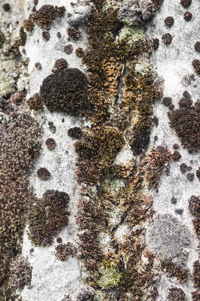 Primer plano del techo de pizarra viejo cubierto con musgo seco y liquen — Foto de Stock